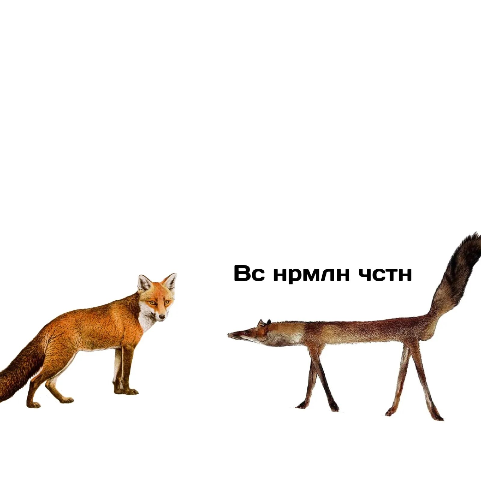 Мем лис. Упоротый лис. лиса мем. лиса мотивация. мотиватор с лисичкой.