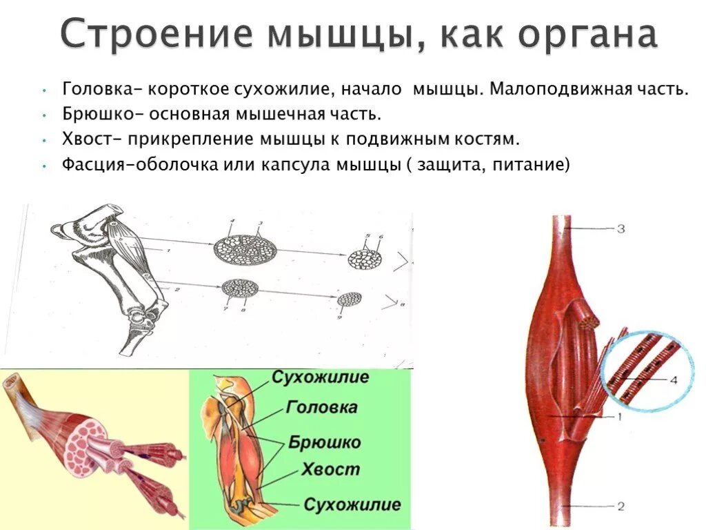 Сухожилие животных. Строение скелетной мышцы как органа. Строение скелетной мышцы брюшко. Строение мышцы как органа у животных. Внешнее и внутреннее строение мышц.