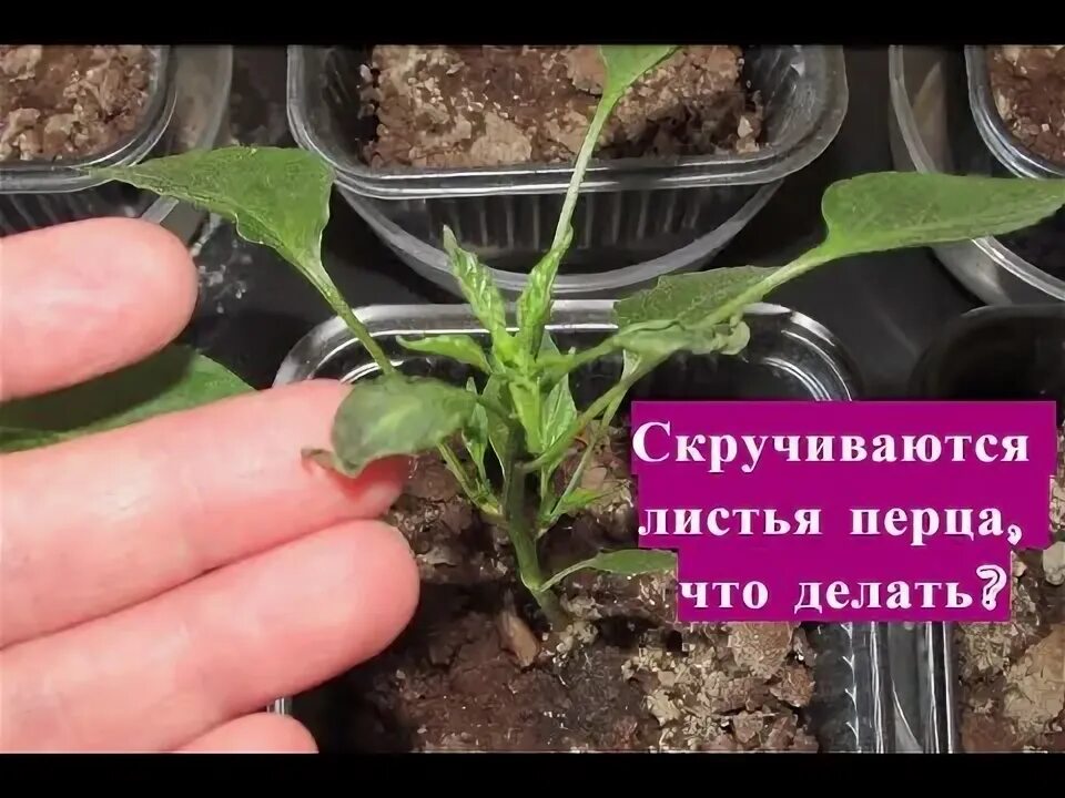 Скручивание листьев у перца рассада. Скручиваются листья у рассады перца. на рассаде перцев скручиваются листья. листики рассады перца увядающие. у перца скручиваются листья.