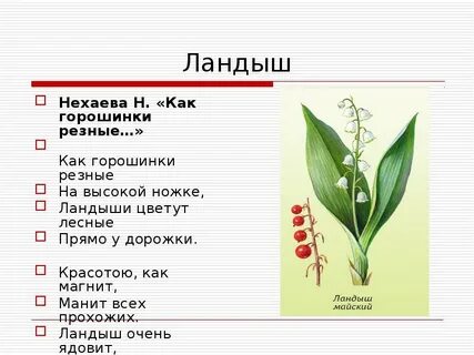 Систематическая группа ландыша
