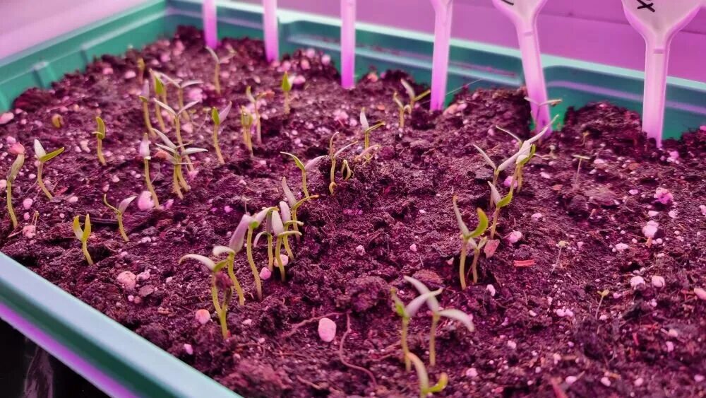 Станок для посадки рассады. Протравливание почвы для рассады. Земля для посадки цветов. Подготовка грядок. Фитоспорин обработка почвы для рассады.