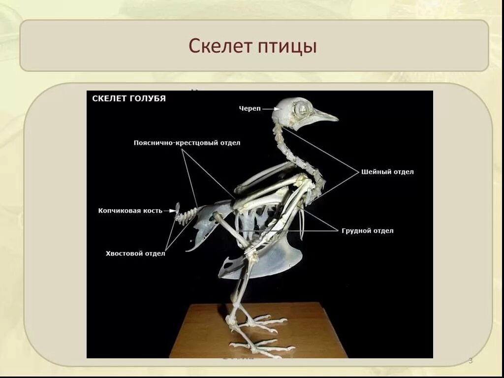 Опорно двигательная система птиц скелет. Опорно двигательная система птиц 7 класс биология. Строение опорно двигательной системы птиц. Строение скелета птицы 7 класс.