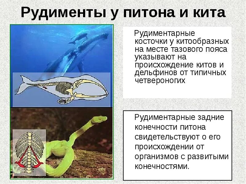 Рудименты китообразных. Скелет кита рудименты. рудименты тазового пояса кита. рудименты задних конечностей у питона. рудиментарные кости у кита.