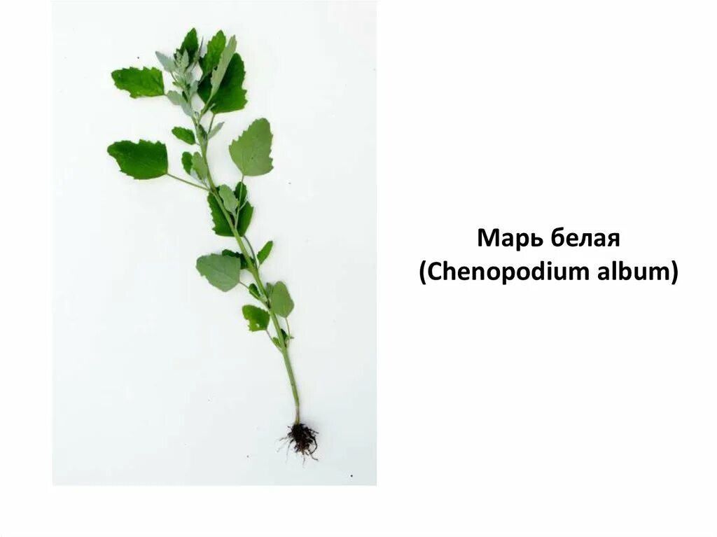 Марь белая (Chenopodium album). Мари белой (Chenopodium album). Однолетние сорные растения. Chenopodium album гербарий. Однолетние сорняки