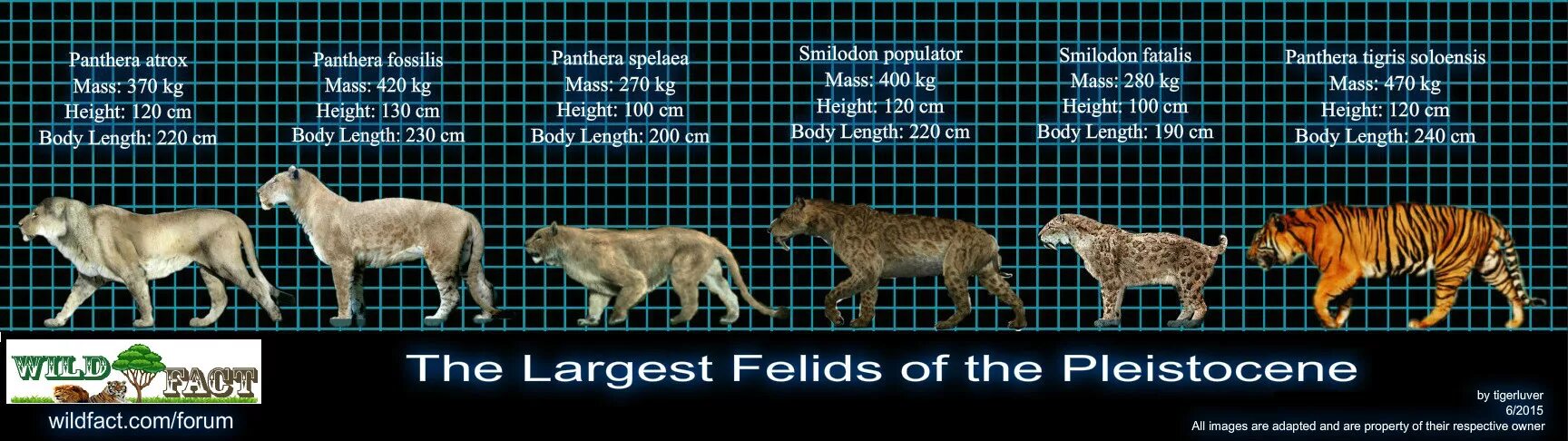 Смилодон-разрушитель размер. Смилодон популятор. Размер Смилодона. Эволюция тигра.