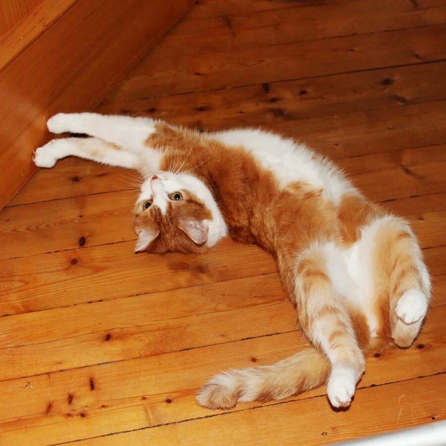 Кошка лежит на полу. Кот на паркете. Кот на полу. Кошка потягивается. Котик лежит.