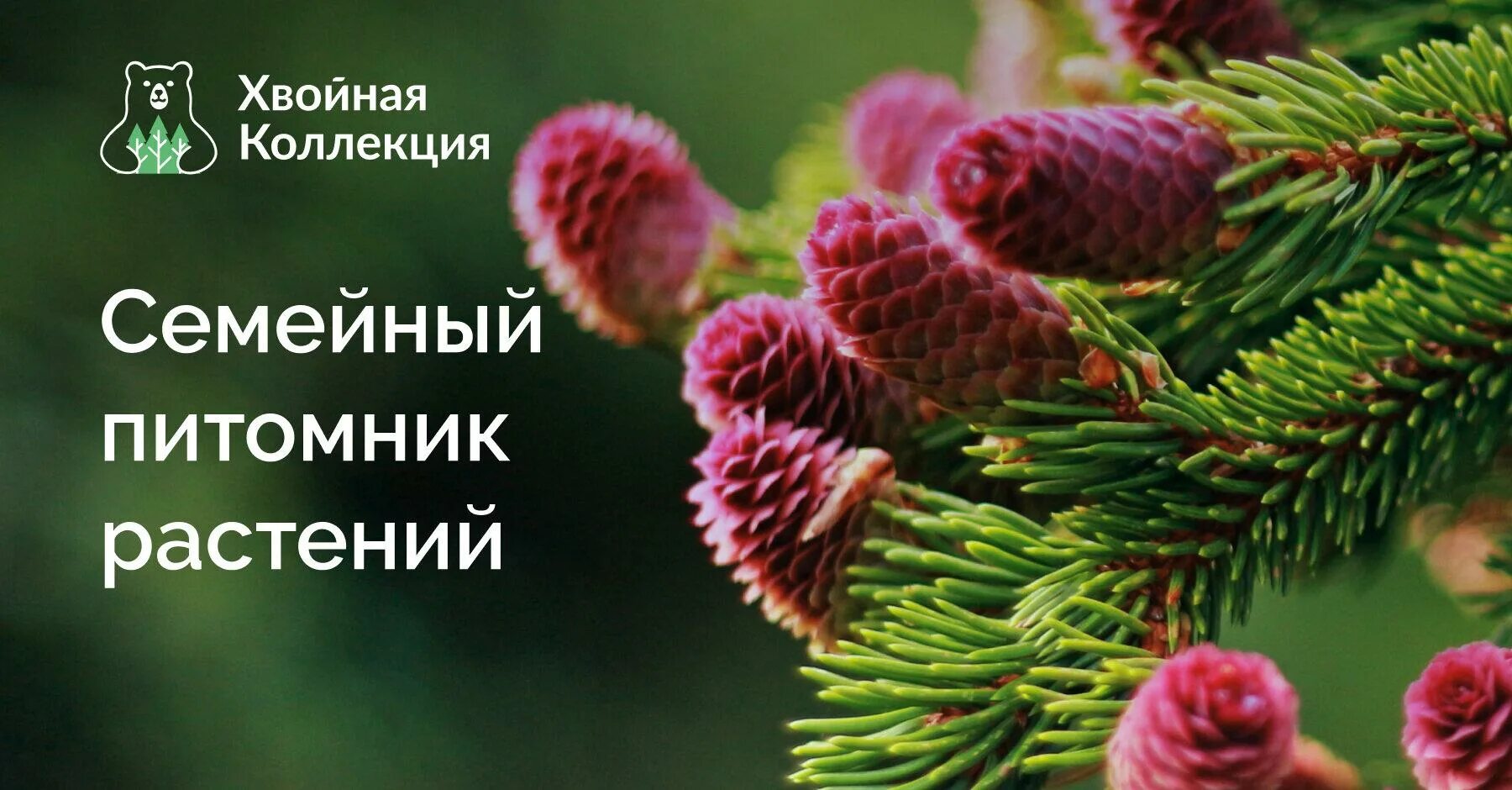 Хвойная коллекция. Ель колючая hermann naue. Хвойная коллекция отзывы. Сайт хвойная коллекция каталог. Хвойная коллекция отзывы.
