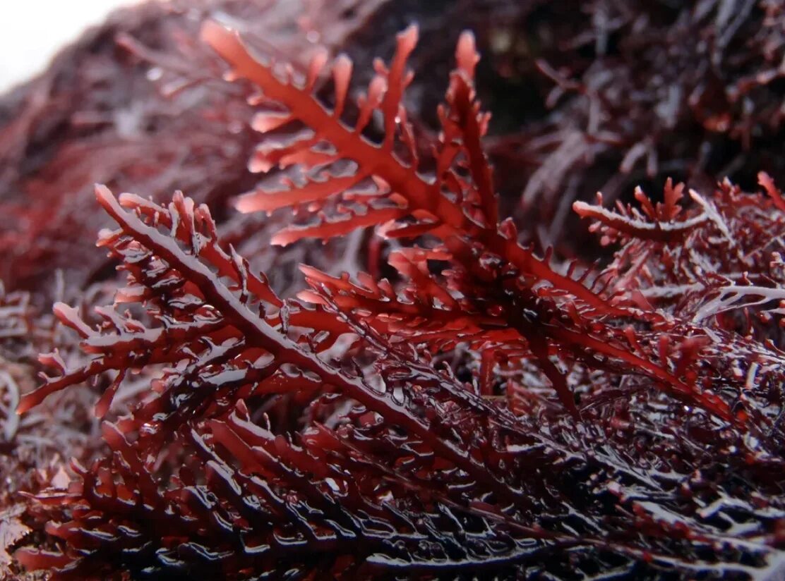 Почему водоросли красные. Гелидиум водоросль. Агар агар водоросли. Красные водоросли агар-агар. Филлофора водоросль.