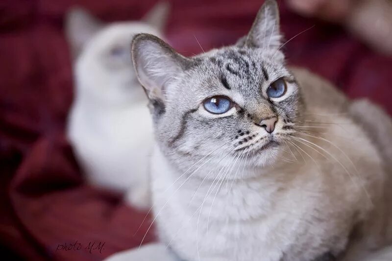 Download wallpapers Thai cat, light brown cat, 4k, pets, Siamese cats, cute anim