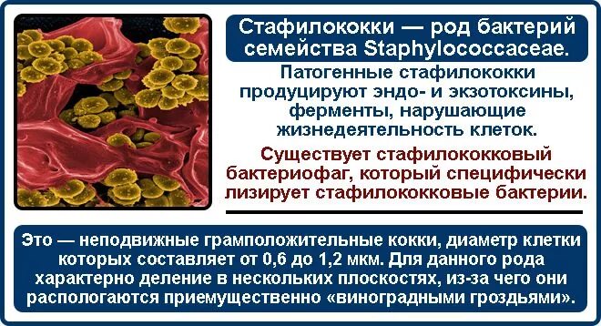 Бактерии простаты. Бактериофаги и цистит. Фаги и бактериофаги при цистите. Препараты бактериофаги при цистите. Бактериофаг от цистита препараты.