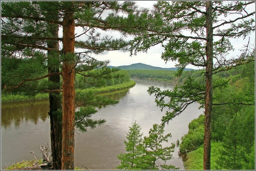 Река в восточной сибири протяженностью 2273 км. Река Витим. Витим лес Новосибирск.