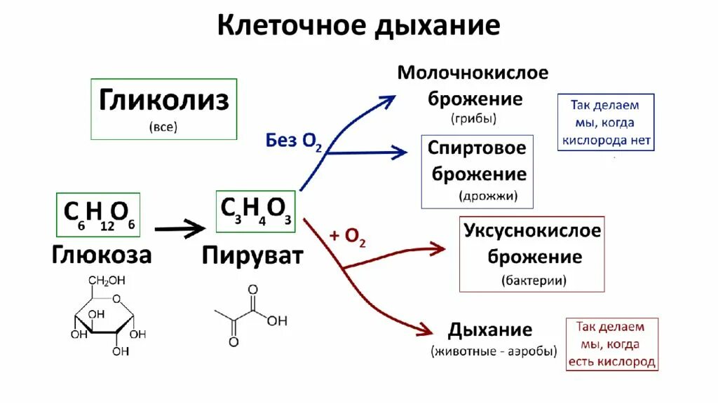 Схема процессы клеточного дыхания