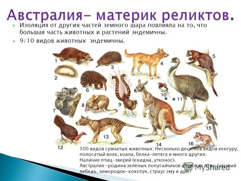 Материк австралия животные. Животные австралии. Эндемичные растения и животные австралии. Уникальность австралии география. Эндемики и реликты.
