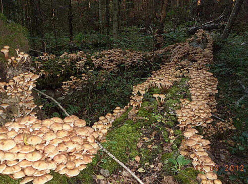 Где в каком лесу растут грибы. Пеньковые опята. Опёнок осенний. Опенок Орегон. Опята осенние съедобные.