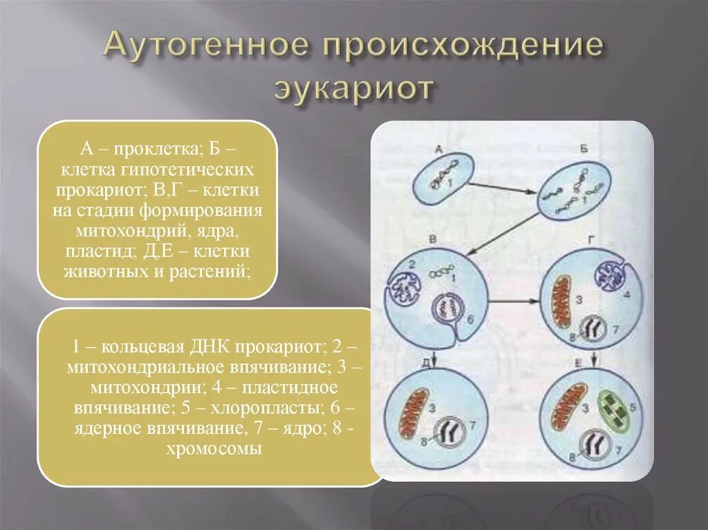 Деление клеток прокариот. Пластиды прокариотической клетки. ДНК В клетках прокариот. Происхождение эукариот. Строение ДНК эукариот.