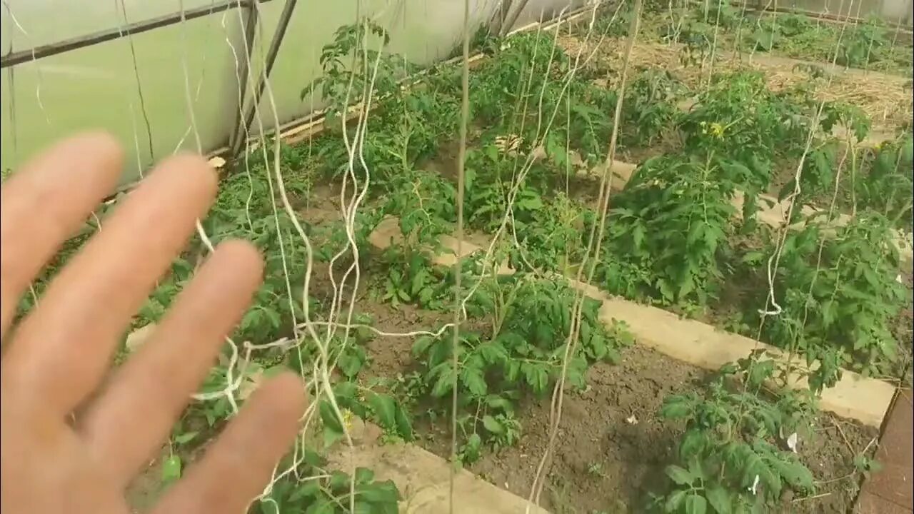 Жирование томатов в теплице что. Жирование рассады томатов. жирование томатов в теплице. помидоры жируют в теплице. признаки жирования томатов в теплице.