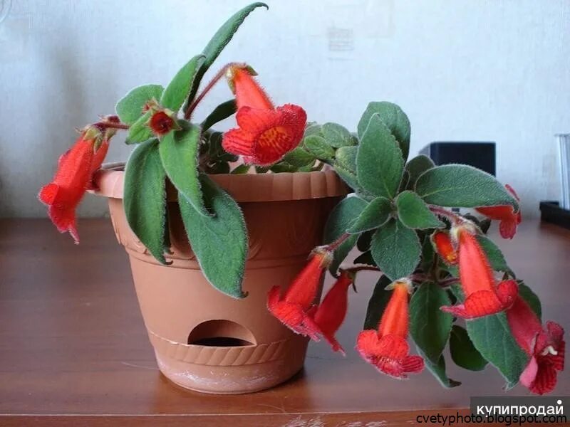 Колерия ампельная. Глоксиния цветок колокольчик. Глоксиния тидея. Глоксиния сиреневый муар. Колерия голубая.