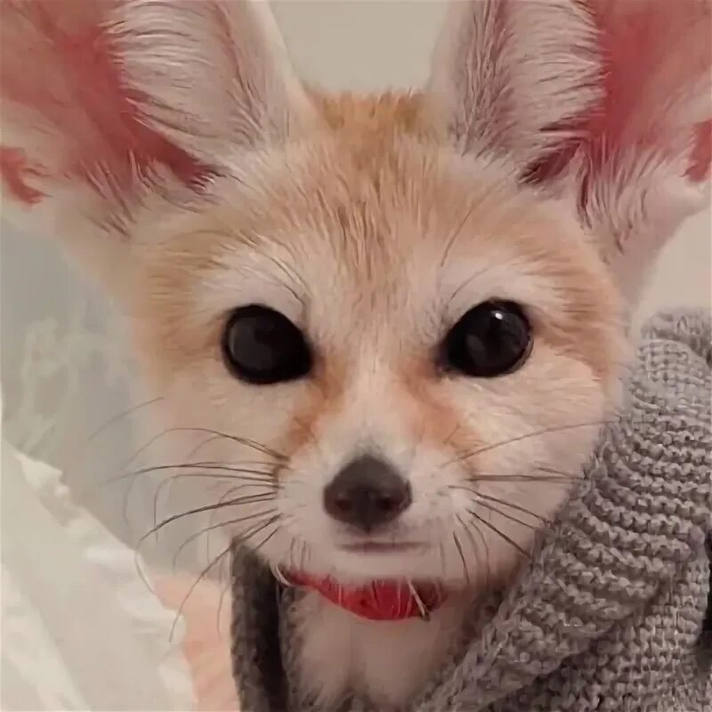 Dream fox