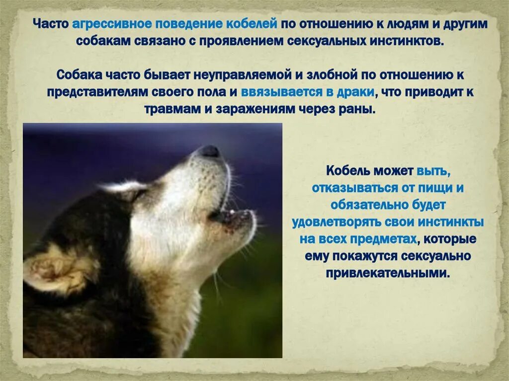 Поведение собак характеристика. Агрессивное поведение собаки. Виды поведения собак. Признаки агрессии у собак. Виды агрессии у собак.