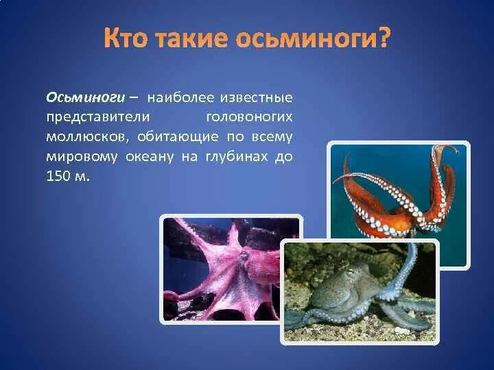 Осьминог группа животных относится к группе. Осьминог интересные факты. презентация осьминоги для дошкольников. осьминог для презентации. доклад про осьминога.