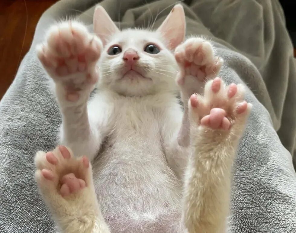Котята их жизнь. Котенок замухрышка. котята из замухрышек в больших котов. фото котенка замухрышки. замасленный кот.