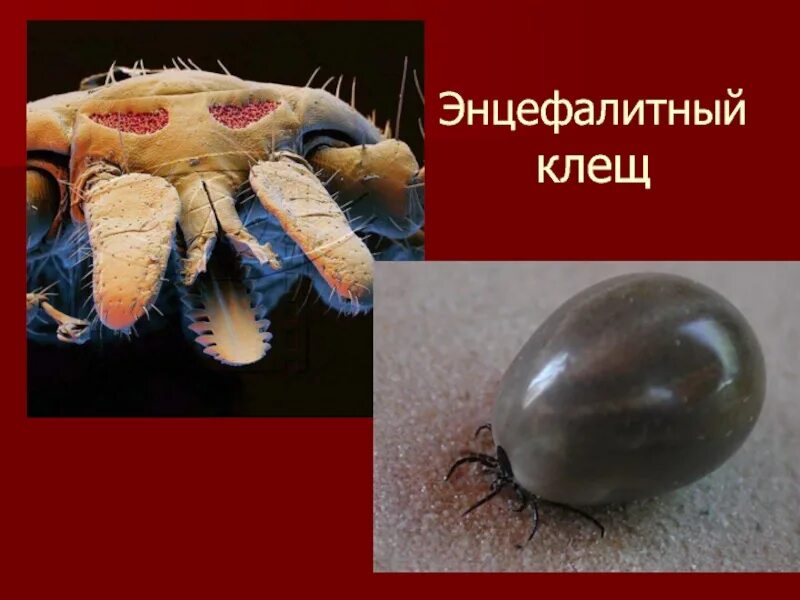Как распознать энцефалитного клеща