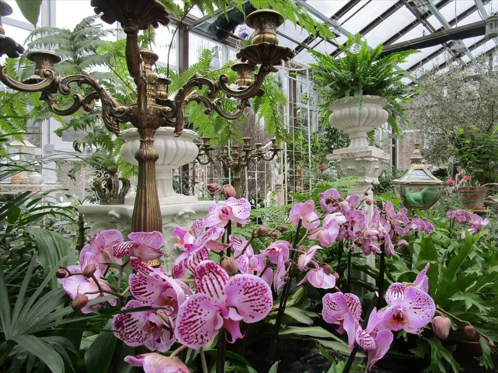 Выставка оржидей и бромелий "осколки радуги". Выставка орхидей в ботаническом саду спб. Выставка орхидей. Орхидиум 2022. Выставка орхидей 2023.