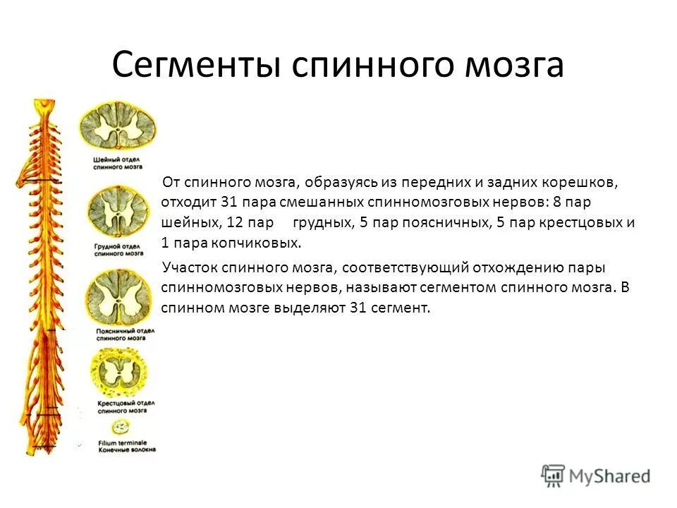 От спинного мозга отходит 31 пара. 31 Пара спинномозговых нервов. Сегменты шейного отдела спинного мозга. Смешанный нерв спинного мозга. Функции сегментов спинного мозга.