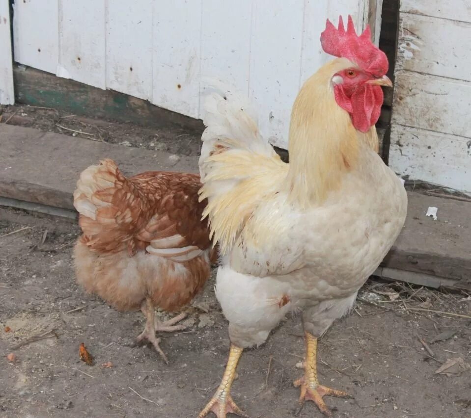 Годовалая курица. Декалб уайт куры. Куры ломан браун. Хайсекс браун. Перерождаются ли курочки в других?.