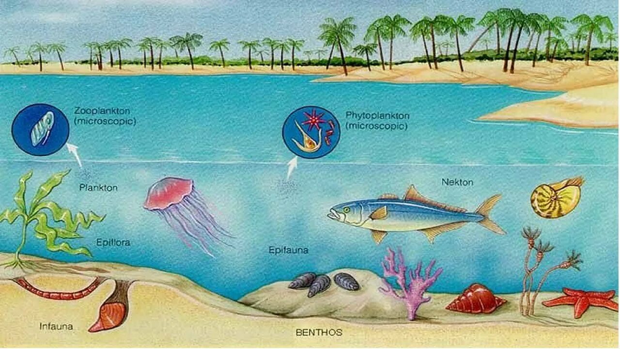 Организмы водной среды обитания. Условия жизни в водной среде. Характеристика водной среды. Эволюция водной среды. Животный мир водной среды.