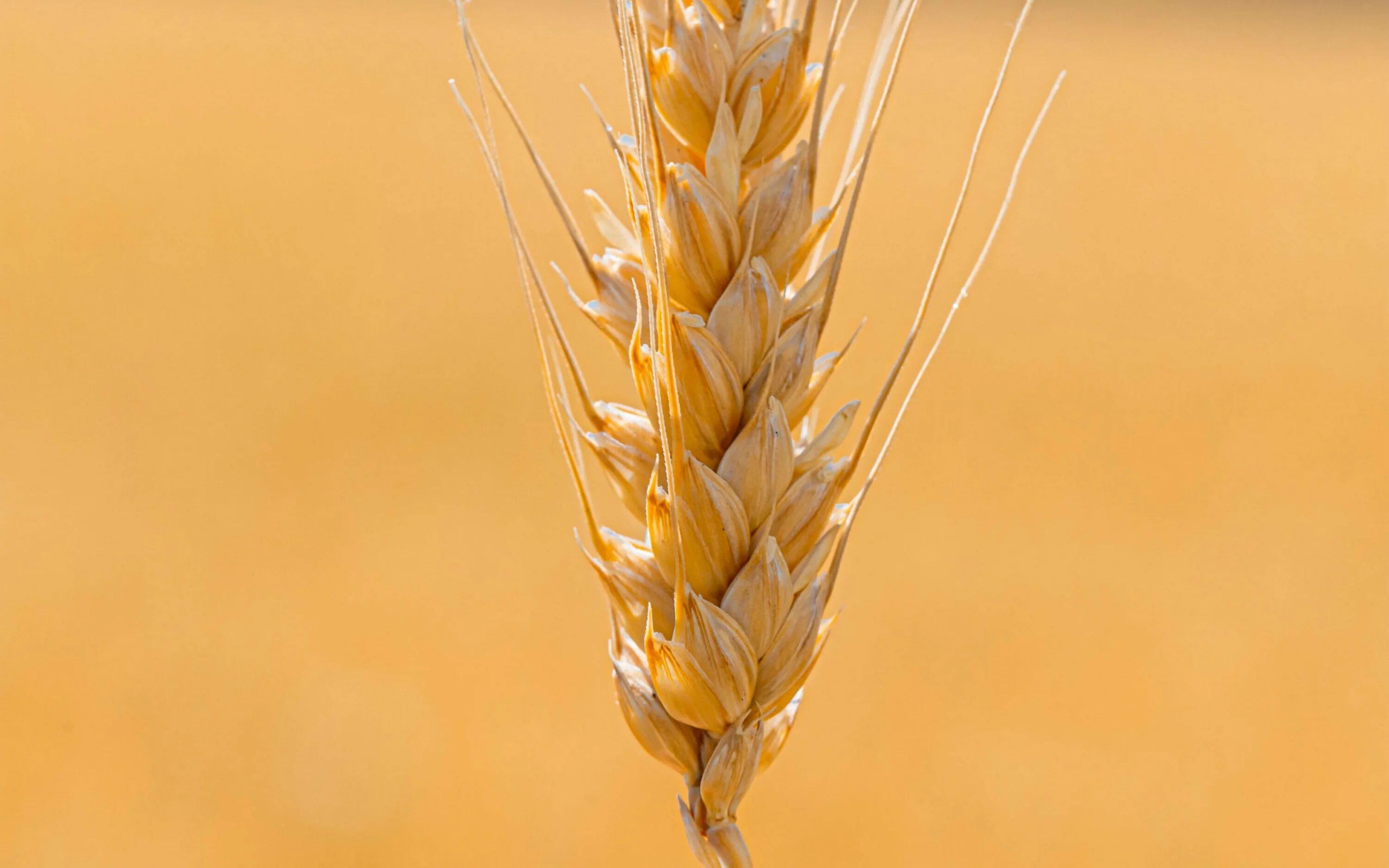 Желтая пшеница серый котенок. Колосок пшеницы пшеничный колосок. Пшеничка колосок рожь Колос. Пшеница Безостая 1. Мильтурум пшеница.