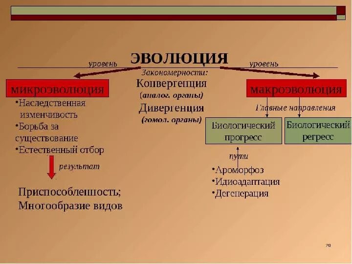 Конвергенция и дивергенция в биологии. Дегенерация и конвергенция. Параллелизм конвергенция и дивергенция в эволюции. Естественный отбор дивергенция конвергенция.