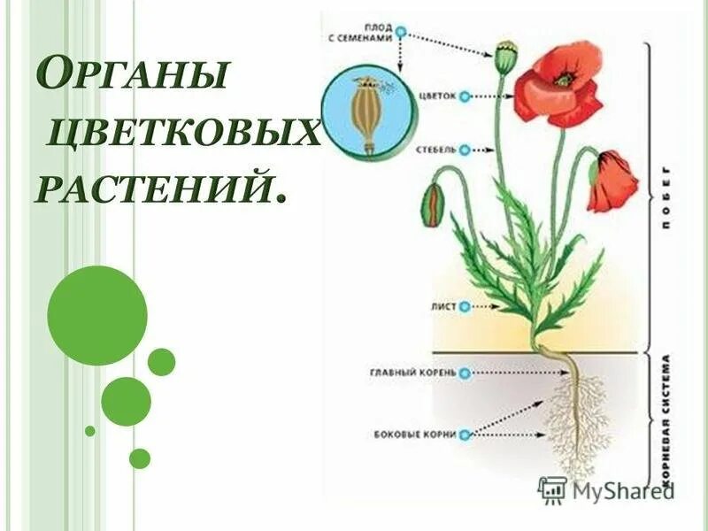 Что такое растение 6 класс