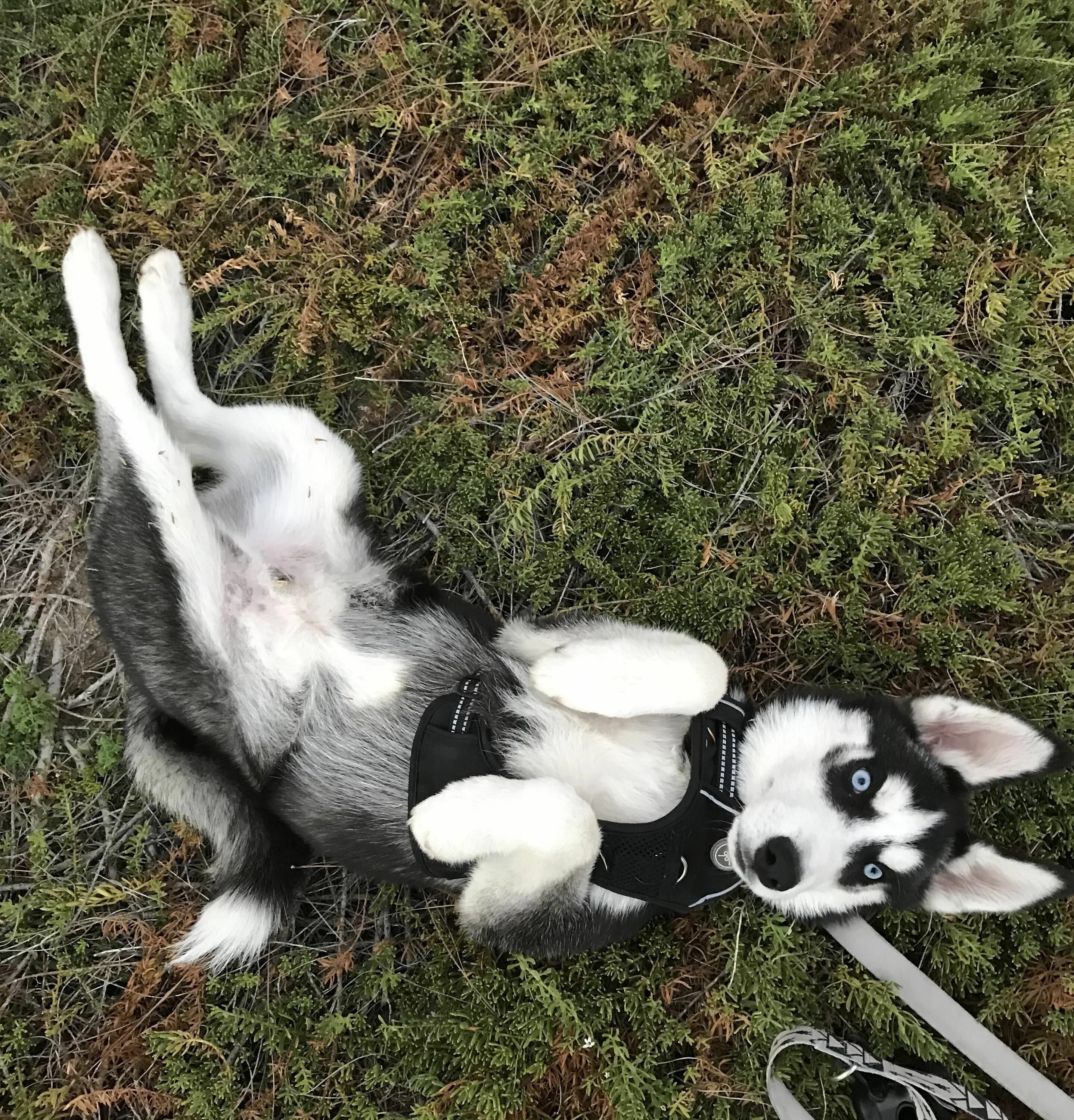 Ласка хаска. Дымчатый хаски. Гифы с животными. Щенки с мамой. Ласка хаска.