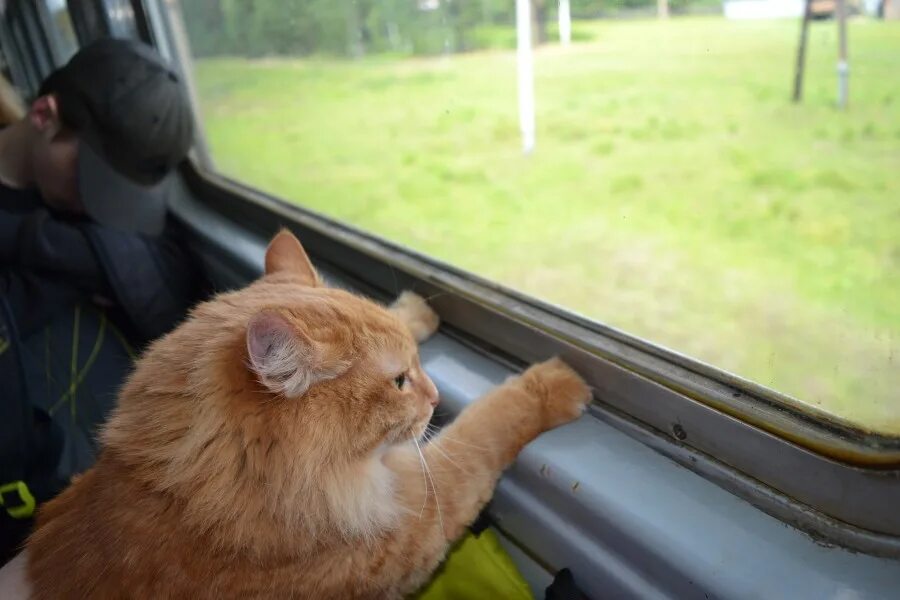 Кот железная дорога. Кот в поезде. Рыжий кот в поезде. Котенок в электричке. Автобус с рыжим котом.
