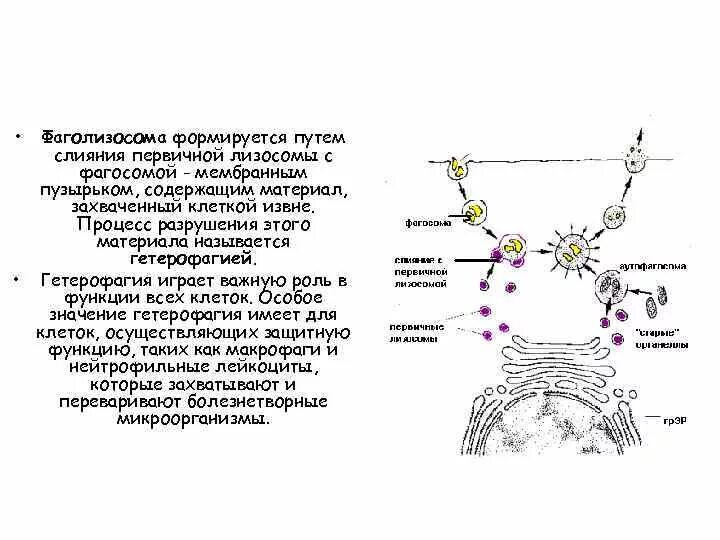 Фагоцитоз лизосома. Фагосома и фаголизосома. Образование фаголизосомы. Слияние фагосомы и лизосомы. Процесс роль лизосом в фагоцитах.