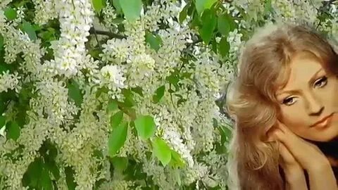Песня ах как красивы вы