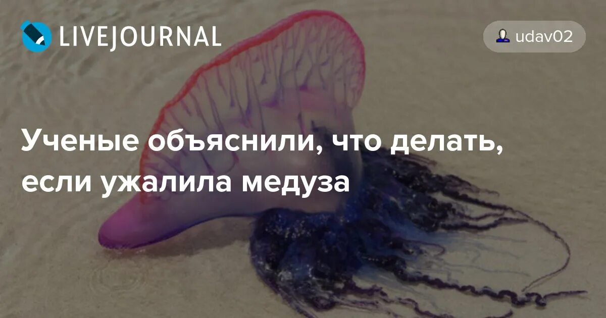 Медуза ошибка. Медуза ошибка. Краткое сообщение о медузе. Turritopsis dohrnii цикл. Что делать если вас ужалила медуза.