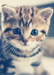 Милую фотку кота