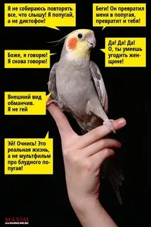 Какие слова говорят попугаи