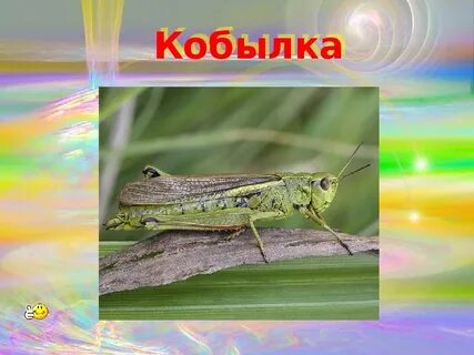Кобылка животное