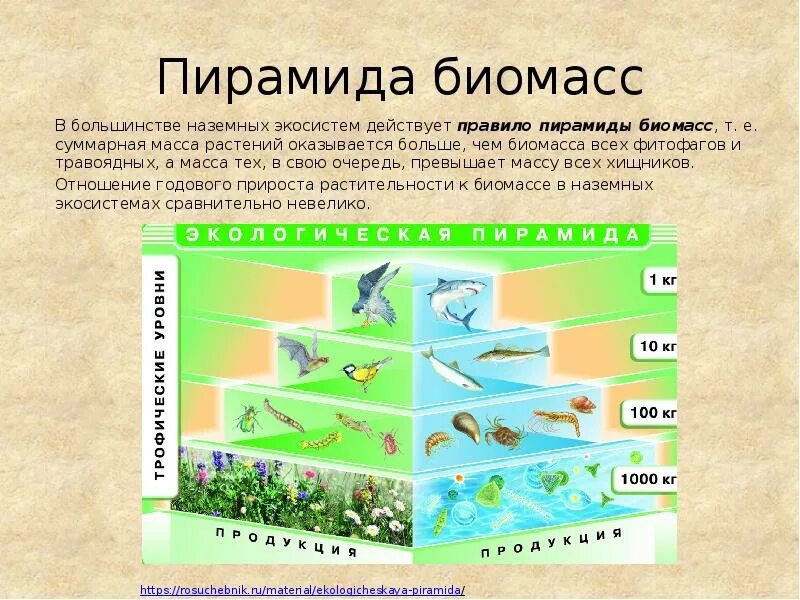 Большая биомасса первичной продукции. Экологической пирамиды биомасс в лесных экосистемах. Экологическая пирамида биомассы экосистемы. Пирамиды численности и биомассы это в биологии. Пирамида биомассы биология.