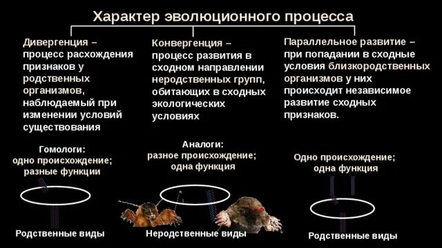 Свойства эволюционного процесса. Эволюционные процессы дивергенция. дивергенция конвергенция параллелизм таблица. характер эволюционного развития.