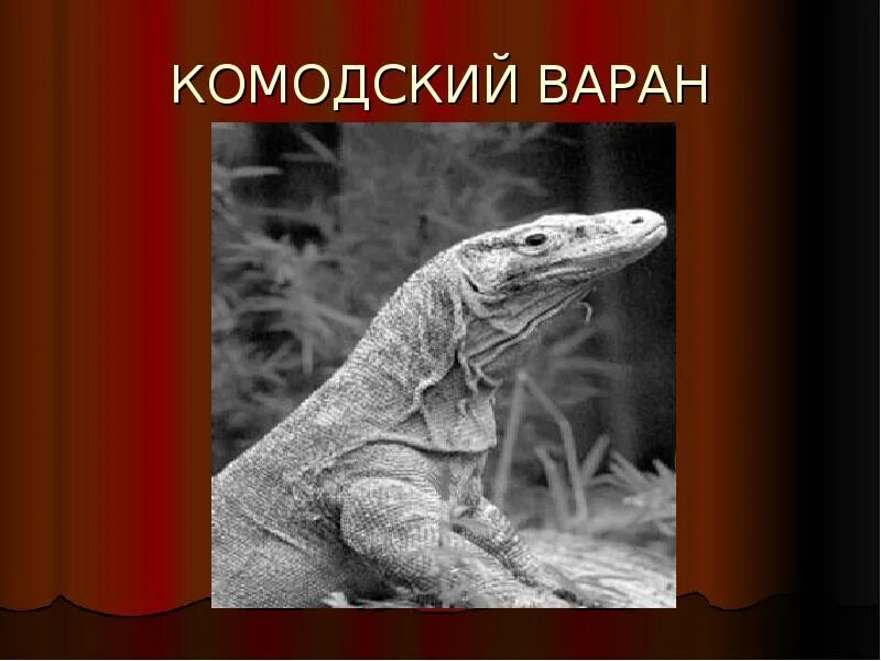 Доклад о варане. Доклад о варане. Сообщение о варане 2 класс. Сообщение о комодском варане. Серый варан презентация.