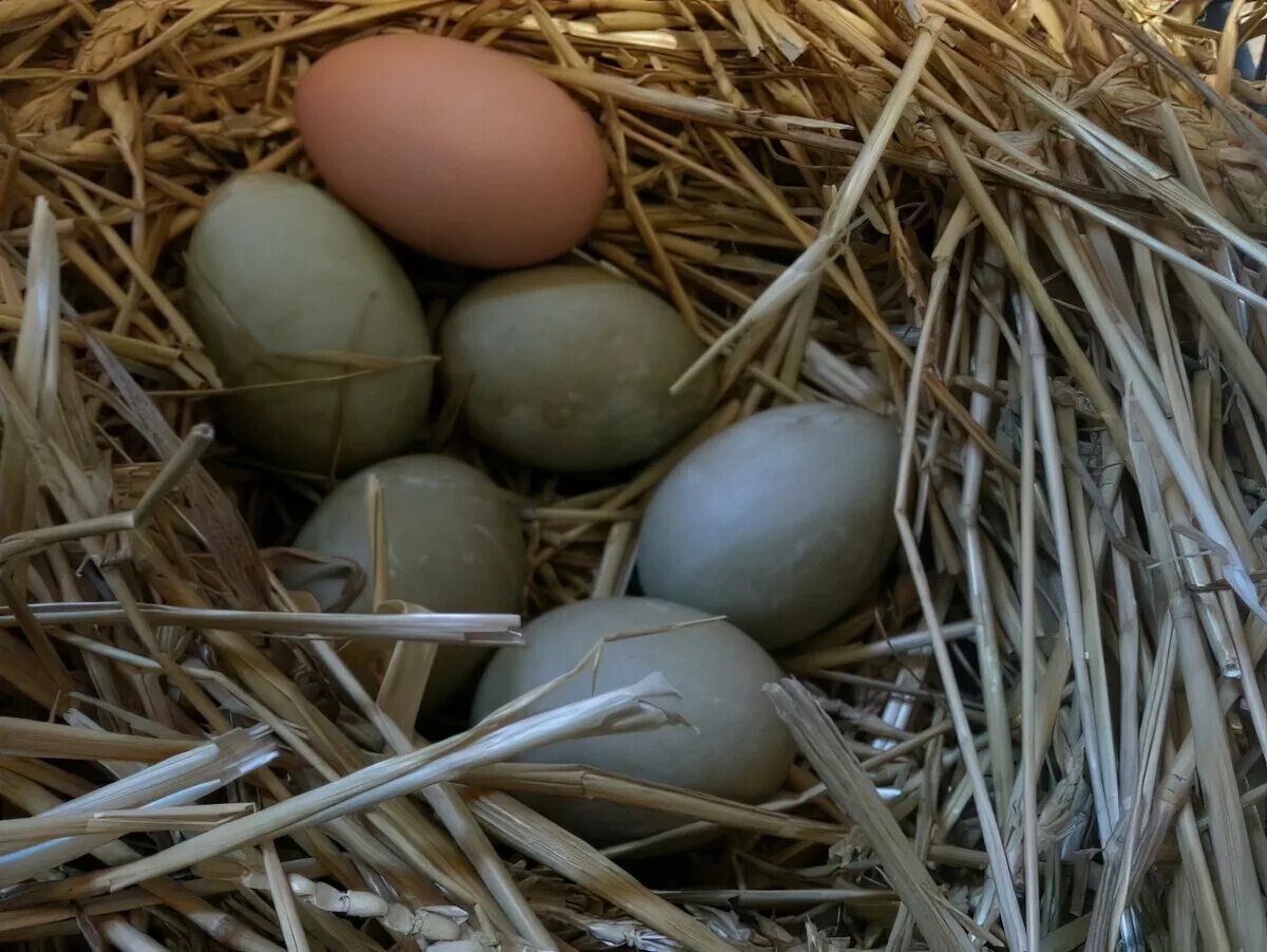 Гнездо кряквы. Гнездо утки кряквы. Утка кряква гнездование. Яйцо дикой утки. Утиное гнездо.