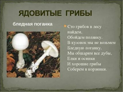 Поганка загадка