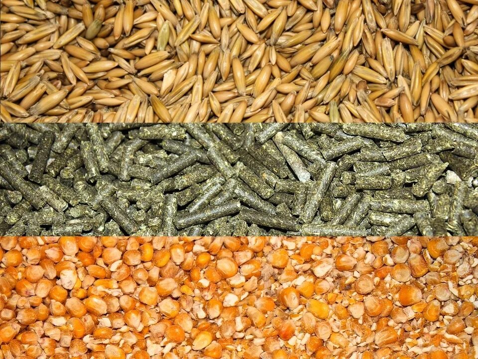 Комбикорм зерно. Рассыпной комбикорм. Расыпанные комбикорма. Остатки зерна. Остатки зерна.