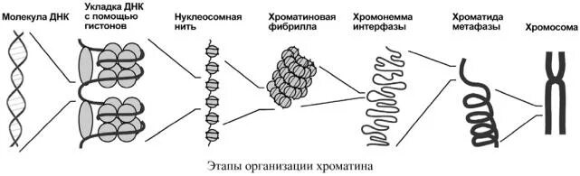 Уровни компактизации хроматина рисунок. Уровни компактизации хроматина в ядре клетки. Схема конденсации хроматина. Этапы компактизации хроматина.