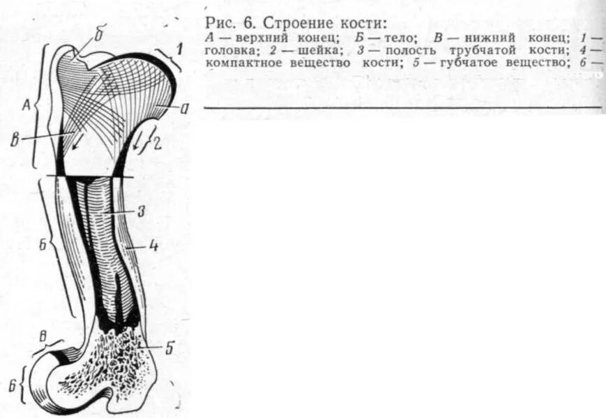 Какое строение имеют кости. Схема строения трубчатой кости животного. Строение кости Ветеринария. Схема строения трубчатой кости в продольном разрезе. Трубчатая кость схема.