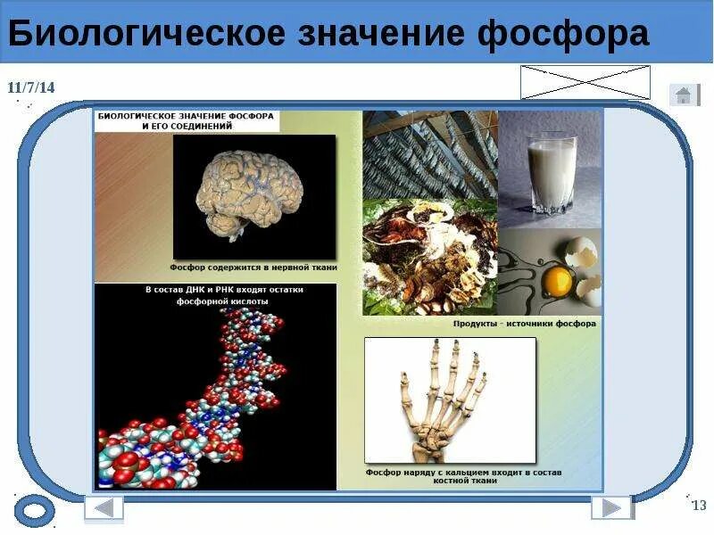 Фосфор входит в состав группы. Биологическая роль фосфора в организме. роль фосфора в биологии. биологическое значение фосфора. биологическая роль соединений фосфора.